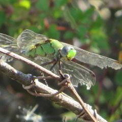 Erythemis vesiculosa