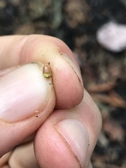 Sparganium americanum