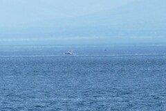 Orcinus orca