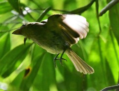 Rhynchocyclus olivaceus