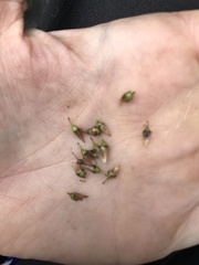 Sparganium americanum