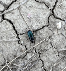 Harpalus