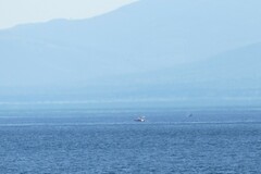 Orcinus orca