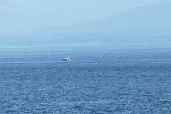 Orcinus orca