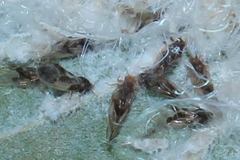 Phylloplecta tripunctata