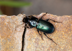 Harpalus