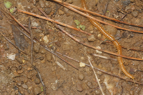 Chomatobius mexicanus