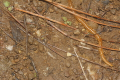 Chomatobius mexicanus