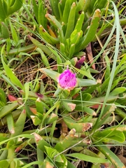 Carpobrotus rossii