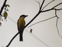 Megarynchus pitangua