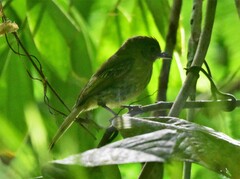 Rhynchocyclus olivaceus