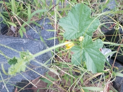 Cucumis melo
