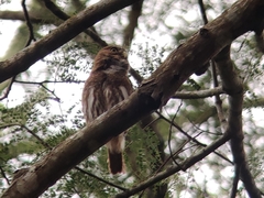 Glaucidium brasilianum