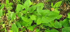 Ageratina