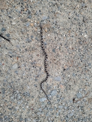 Pantherophis alleghaniensis