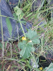Cucumis melo
