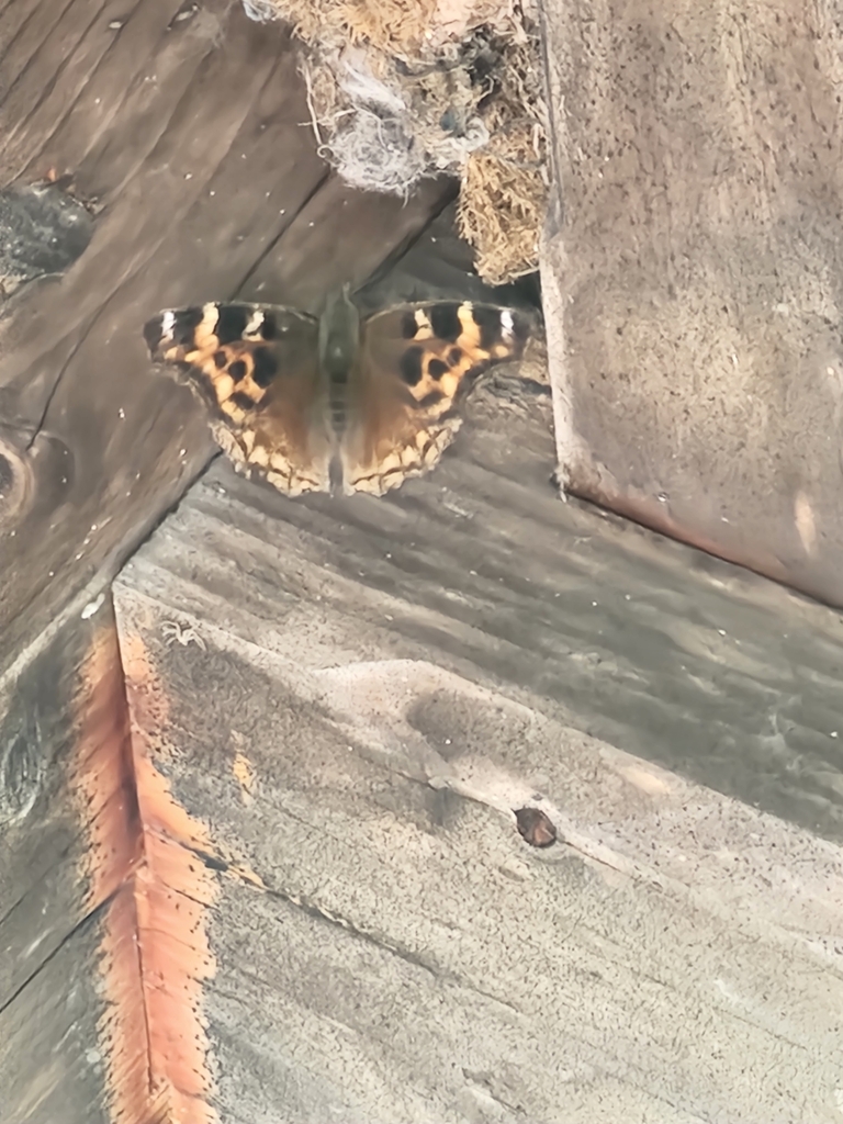 Compton Tortoiseshell from Crystal Bay Township, MN, USA on September