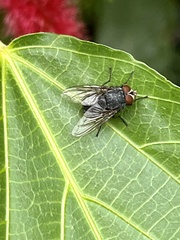 Calliphorinae