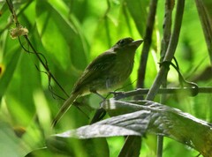 Rhynchocyclus olivaceus