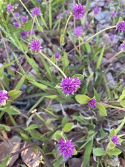 Gomphrena