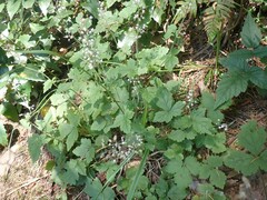 Tiarella trifoliata trifoliata