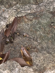 Brachyponera chinensis