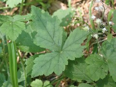 Tiarella trifoliata trifoliata