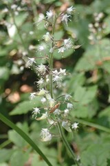 Tiarella trifoliata trifoliata