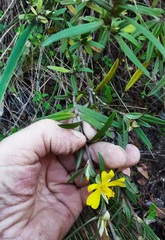Hibbertia saligna