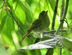 Rhynchocyclus olivaceus