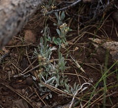 Antennaria luzuloides