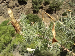 Adenocarpus decorticans