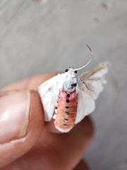 Phaegopterina