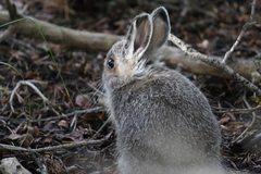 Sylvilagus nuttallii