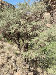 Adenocarpus decorticans