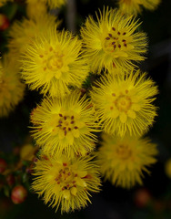 Verticordia chrysantha