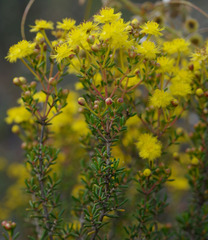 Verticordia chrysantha