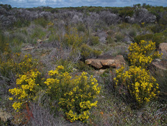 Verticordia chrysantha