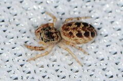 Pelegrina proterva