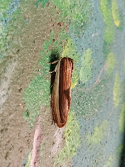 Truncaptera truncata