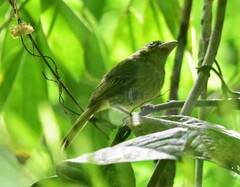 Rhynchocyclus olivaceus