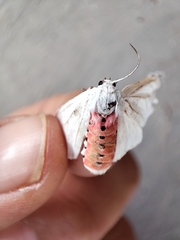 Phaegopterina