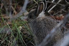 Sylvilagus nuttallii