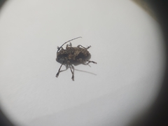 Aegomorphus jaspideus