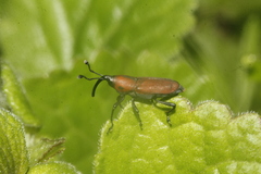 Rhodobaenus sanguineus