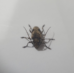 Aegomorphus jaspideus