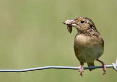 Ammodramus savannarum