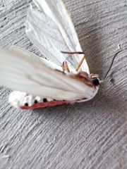 Phaegopterina