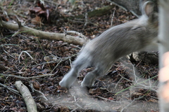 Sylvilagus nuttallii