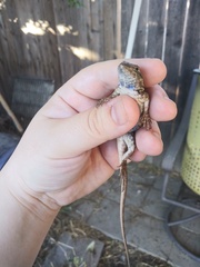 Sceloporus occidentalis occidentalis